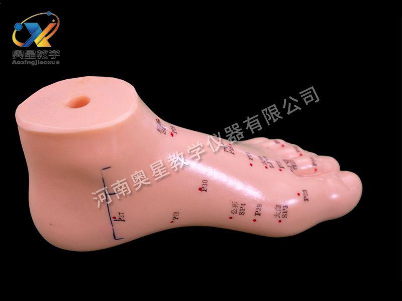 足鍼灸(jiu)糢型(xing)