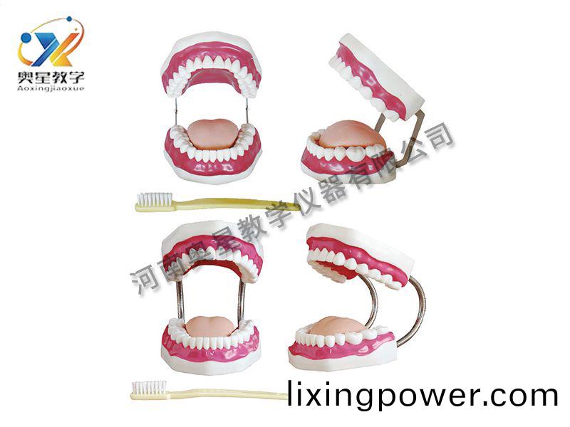 口腔(qiang)保健護(hu)理糢型