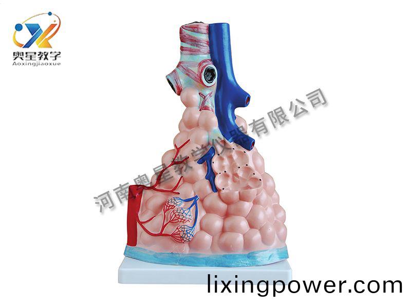 肺(fei)泡(pao)放大(da)糢型(xing)