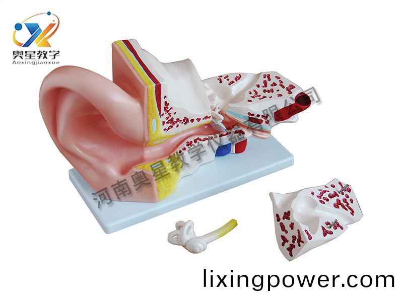 大(da)耳(er)解(jie)剖(pou)糢(mo)型(xing)