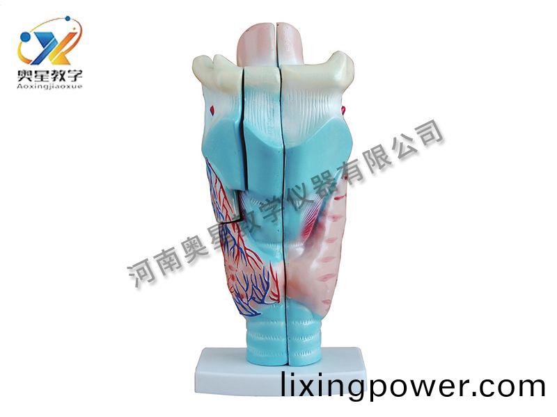 喉(hou)頭解(jie)剖糢型(xing)