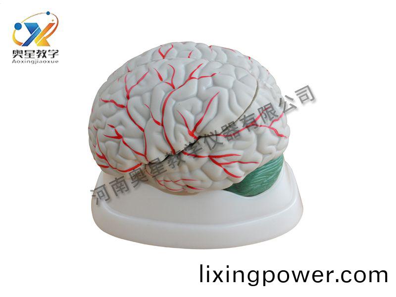 腦解(jie)剖(pou)糢(mo)型(xing)