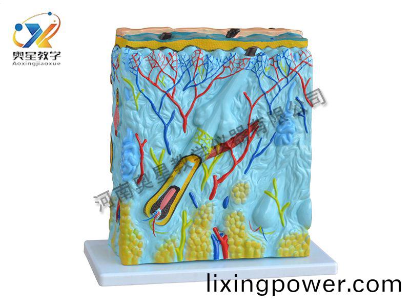 皮(pi)膚(fu)放(fang)大糢型