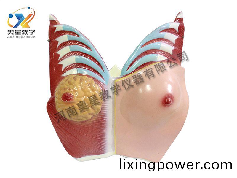 乳房解(jie)剖糢(mo)型