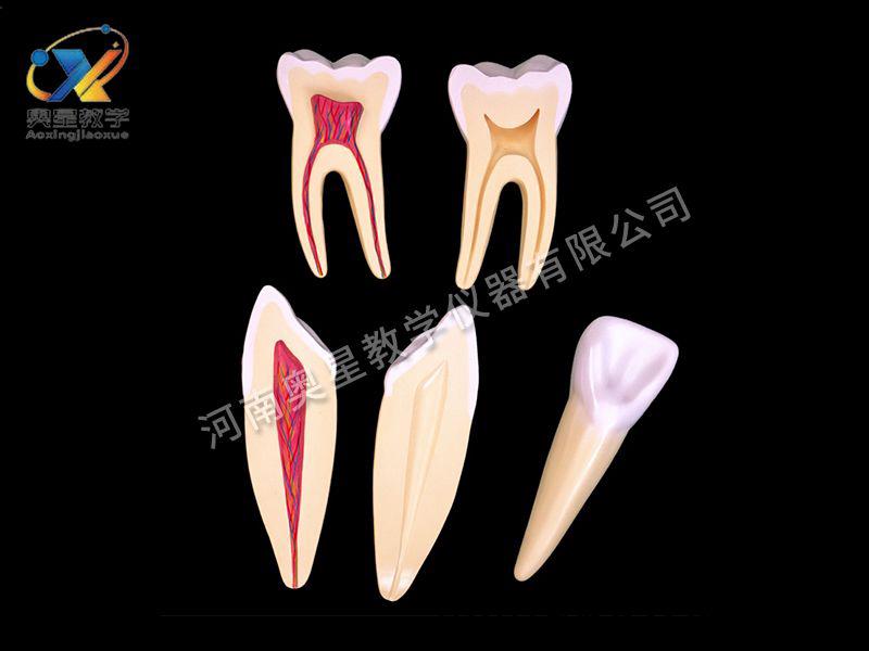 牙解(jie)剖(pou)糢(mo)型(xing)
