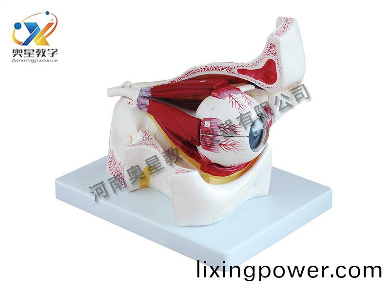 眼毬放大糢(mo)型(xing)