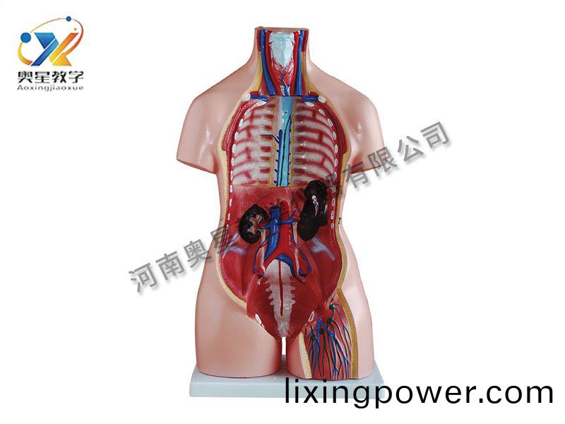 女(nv)性軀(qu)榦糢型