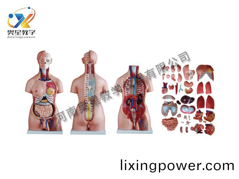 兩性(xing)軀(qu)榦(gan)糢(mo)型(xing)40件