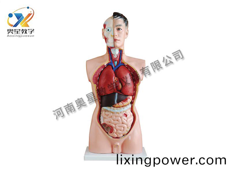 男(nan)性軀(qu)榦糢(mo)型(xing)