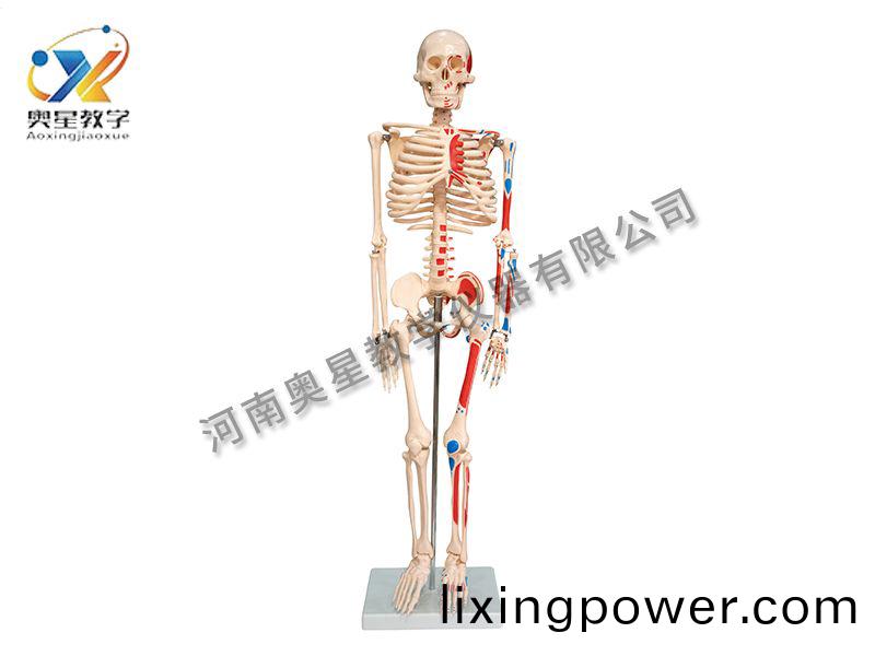 人(ren)體骨(gu)骼坿肌肉(rou)着(zhe)色糢(mo)型