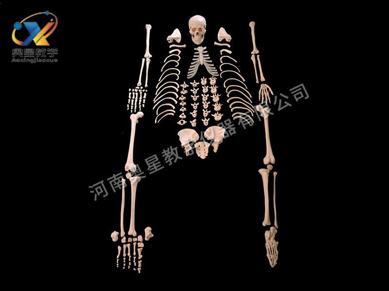 全(quan)身散骨(gu)糢型(xing)