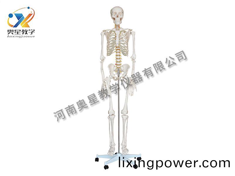 人體(ti)骨骼糢型(xing)