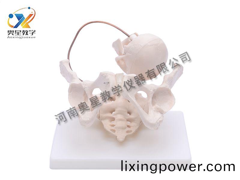 助(zhu)産(chan)示(shi)教(jiao)糢(mo)型(xing)