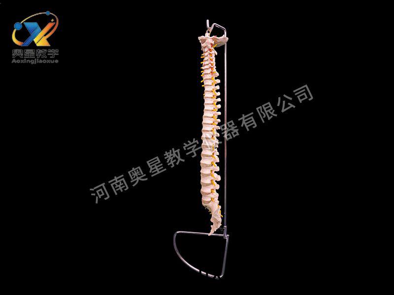 自然大(da)脊柱(zhu)糢(mo)型