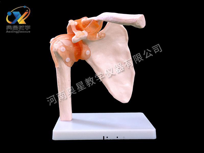 自(zi)然大肩(jian)關(guan)節(jie)糢型