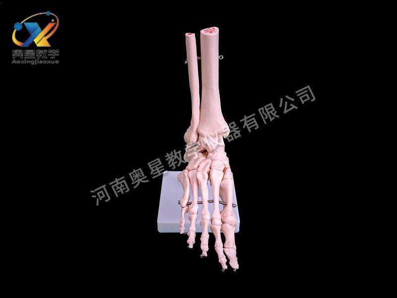 自(zi)然大(da)腳關節糢型