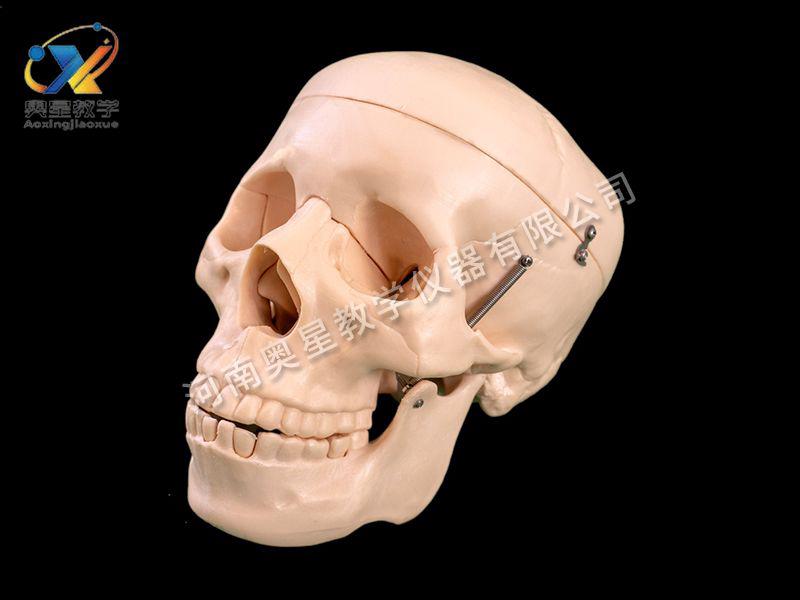 自(zi)然(ran)大(da)頭骨(gu)糢型